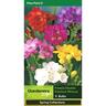 Freesia Premium Mixed Pack of 5