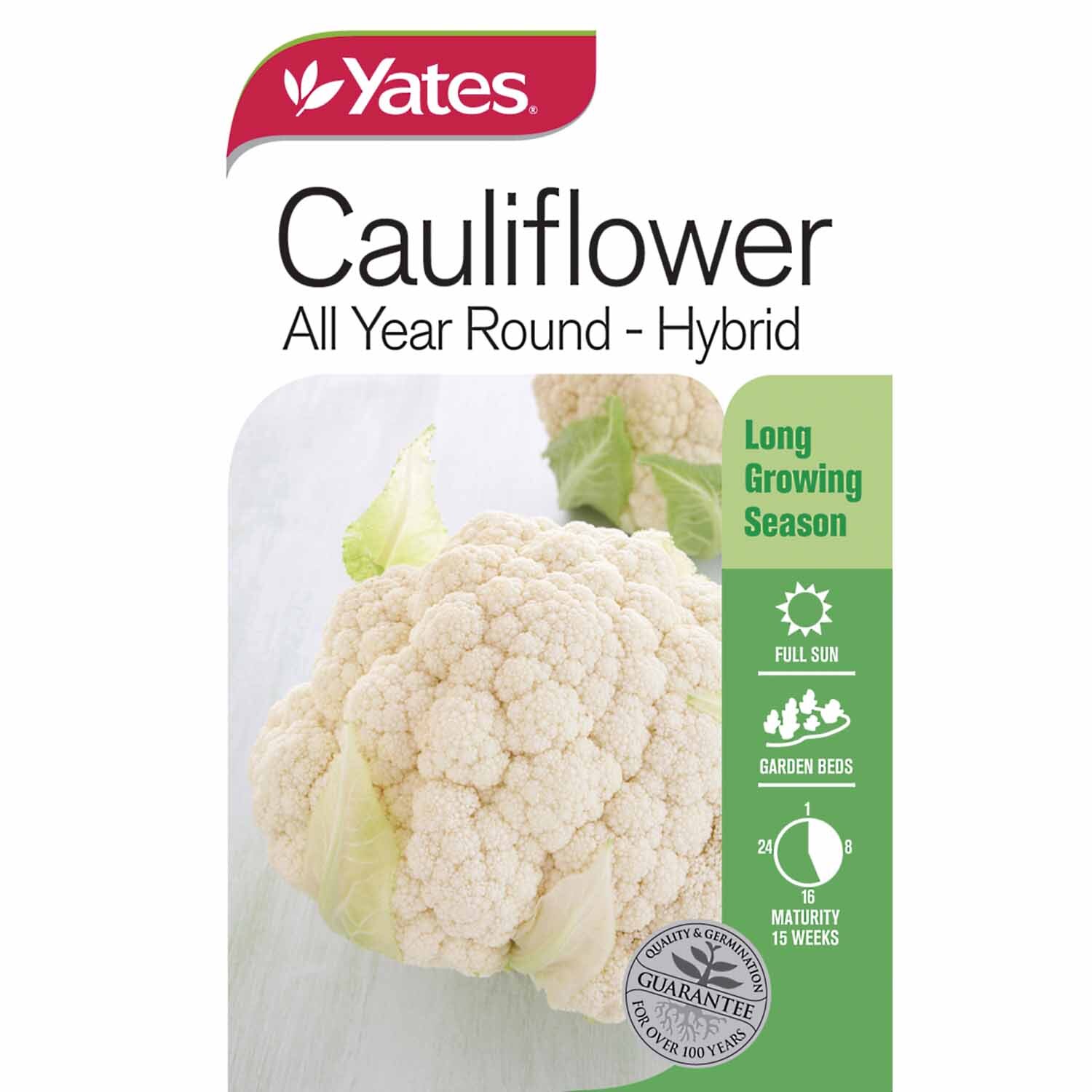 Cauliflower 'All Year Round' hybrid