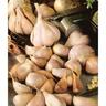 Elephant Garlic