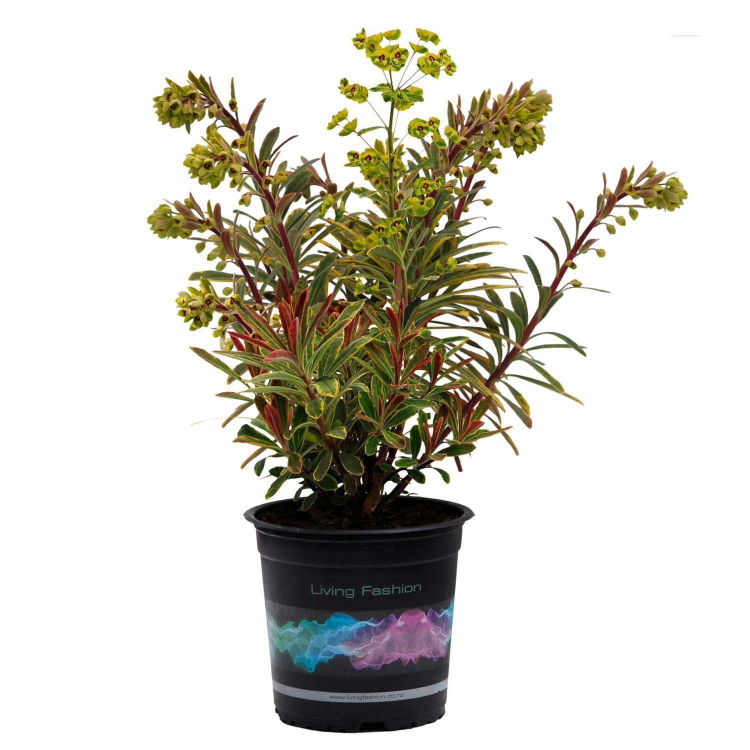 Euphorbia Ascot Rainbow