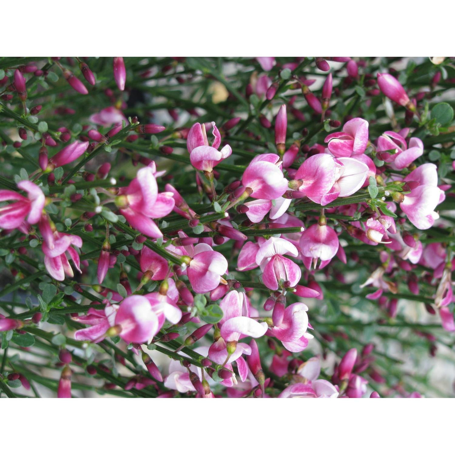 Cytisus Lilac Time
