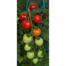Tomato Heartbreakers