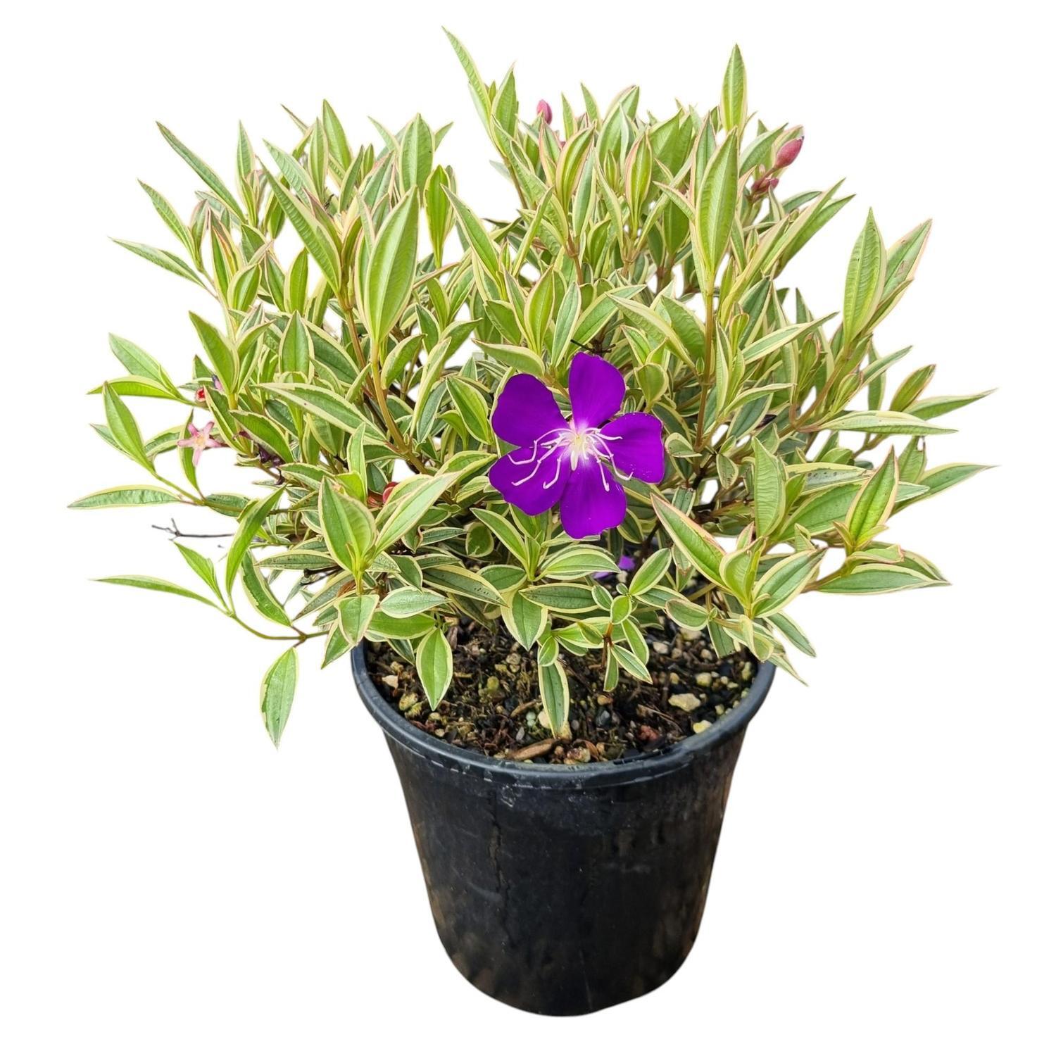 Tibouchina Blaze of Glory 4L