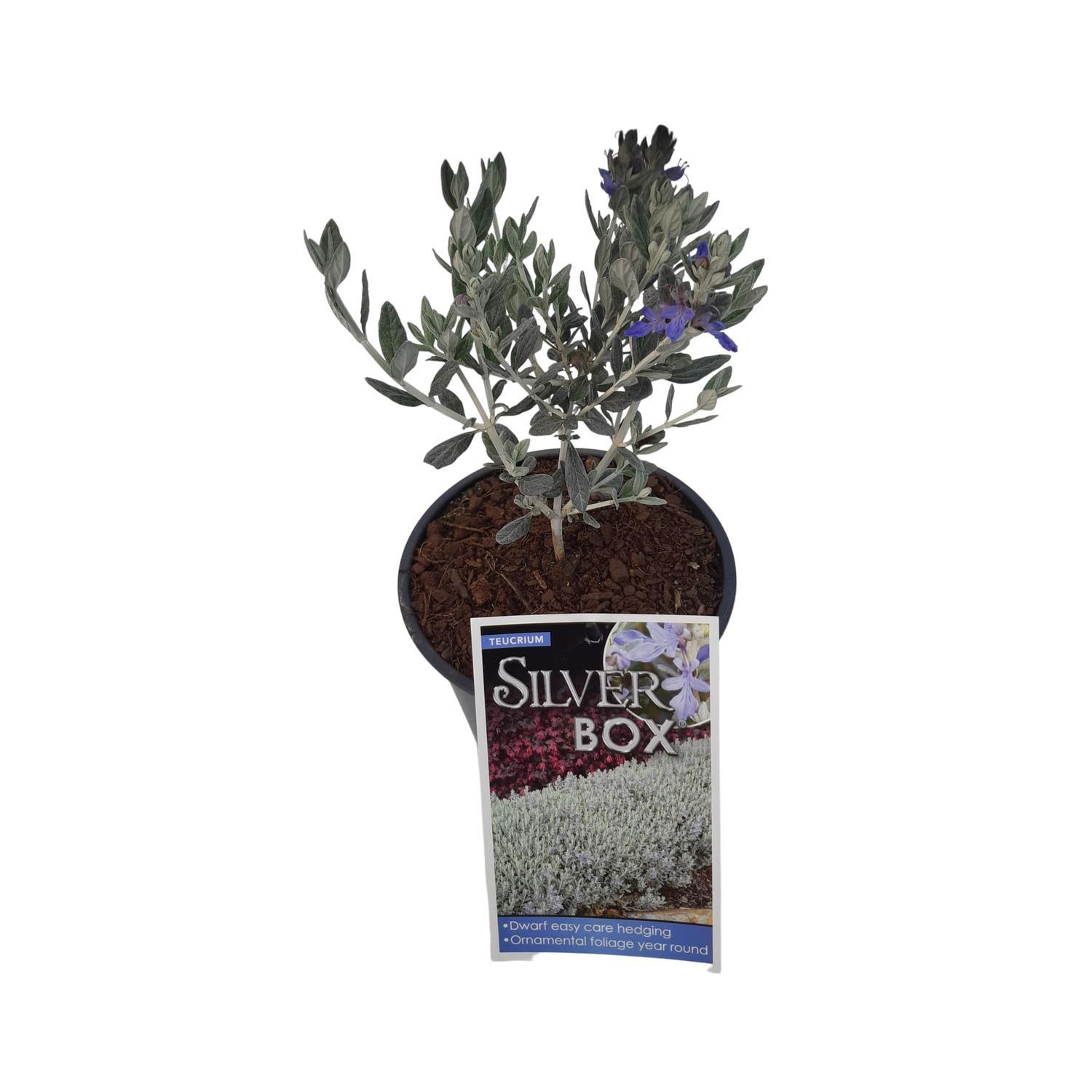 Teucrium Silver Box