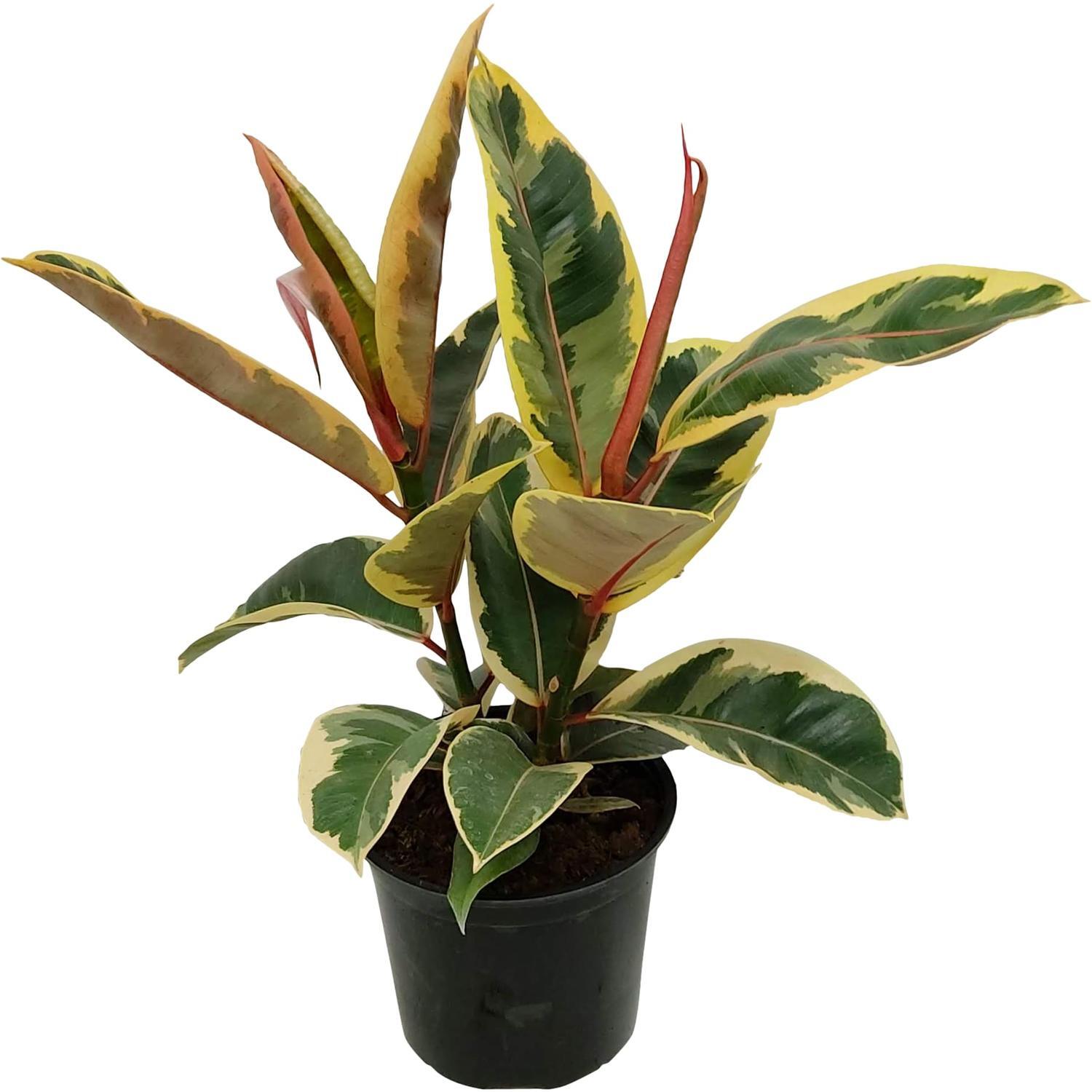 Ficus Tineke 'Rubber Fig' 15cm