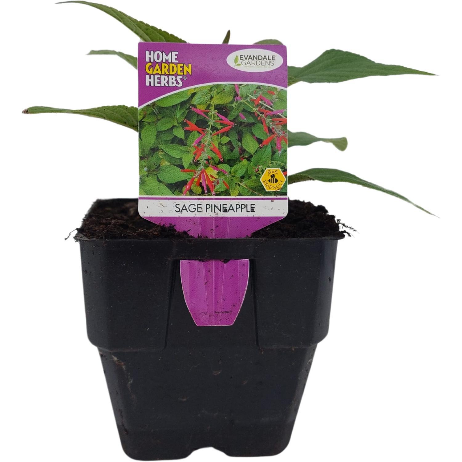 Sage Pineapple