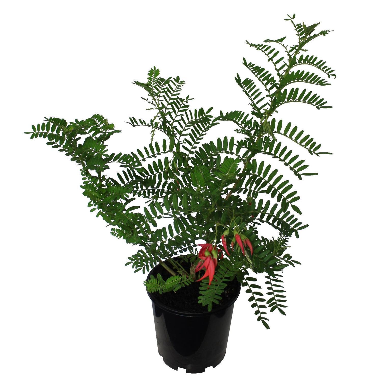 Clianthus puniceus Rosea