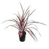 Cordyline Raspberry Fountain