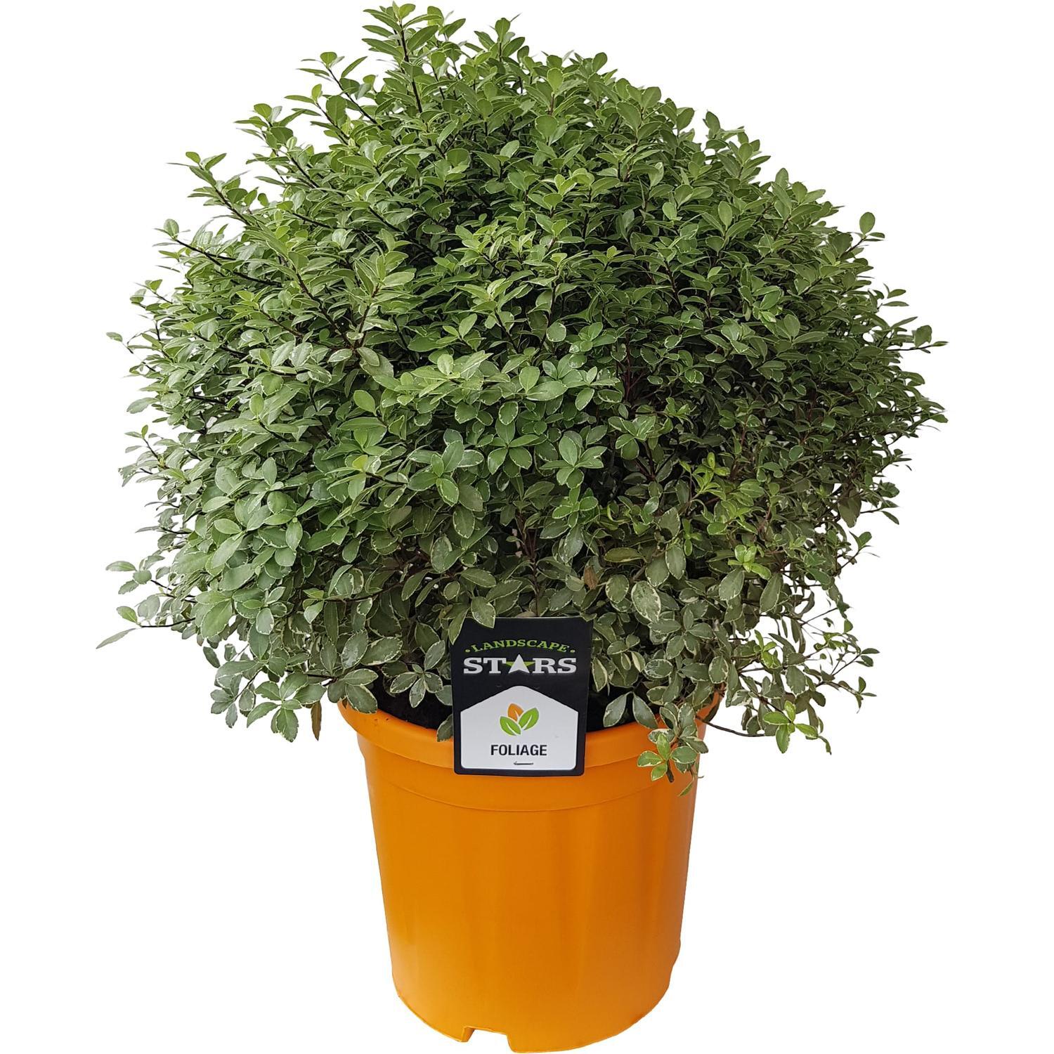 Pittosporum Silver Ball