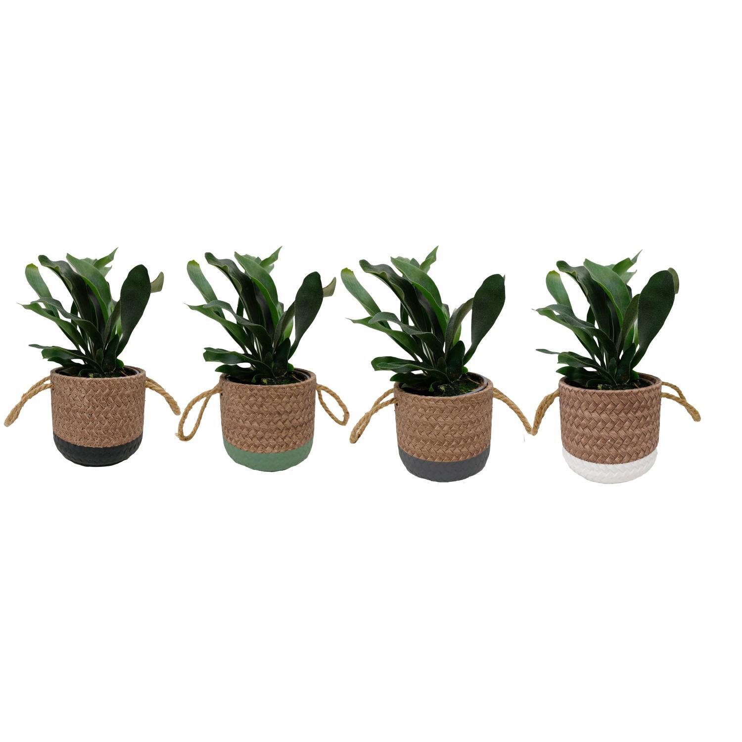 Platycerium Bifurcatum in Ceramic Pot