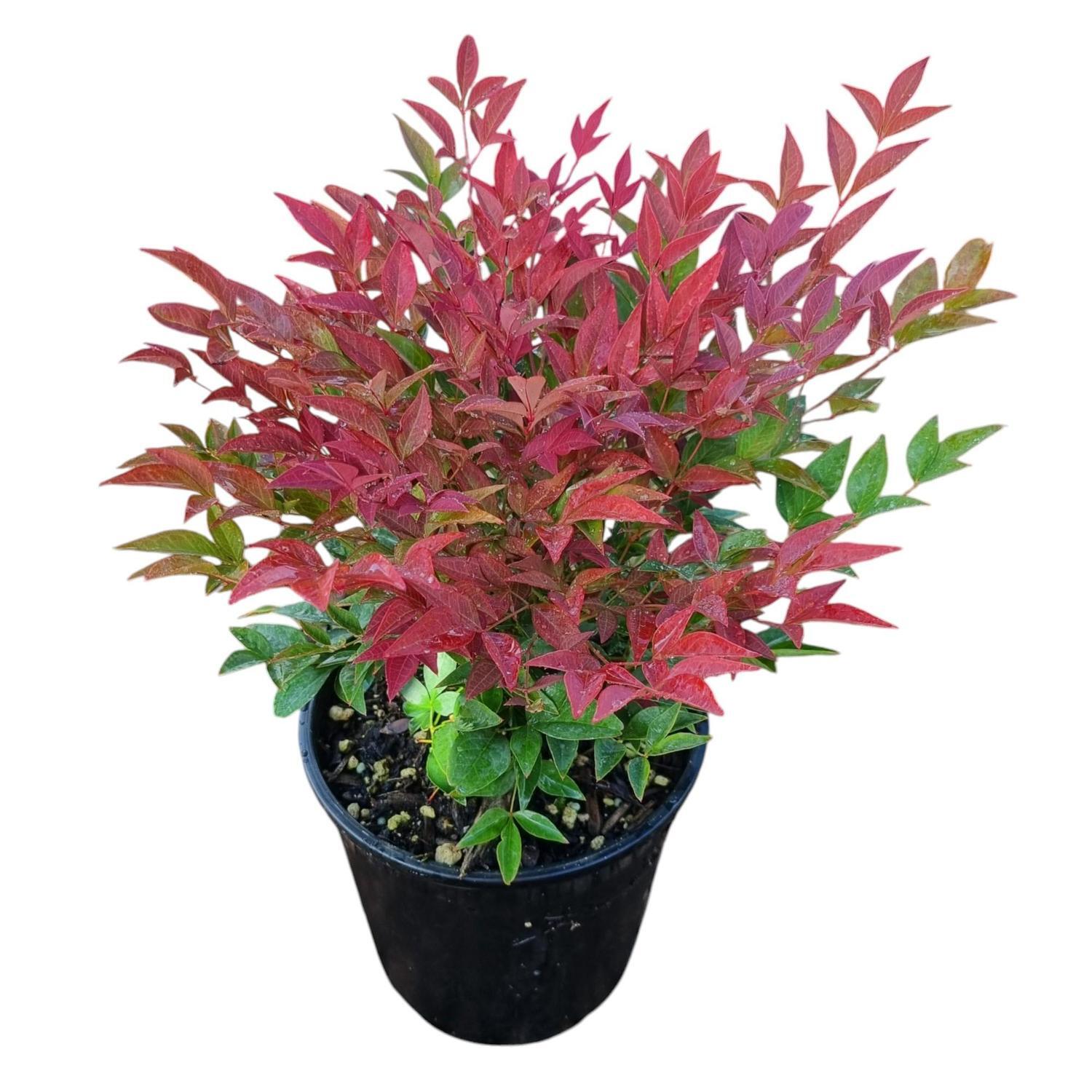 Nandina Obsession 2L