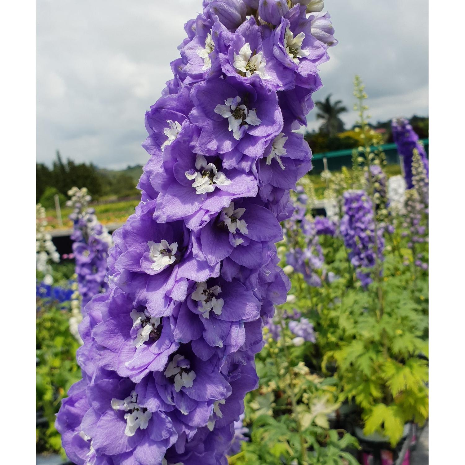 Delphinium Guinevere
