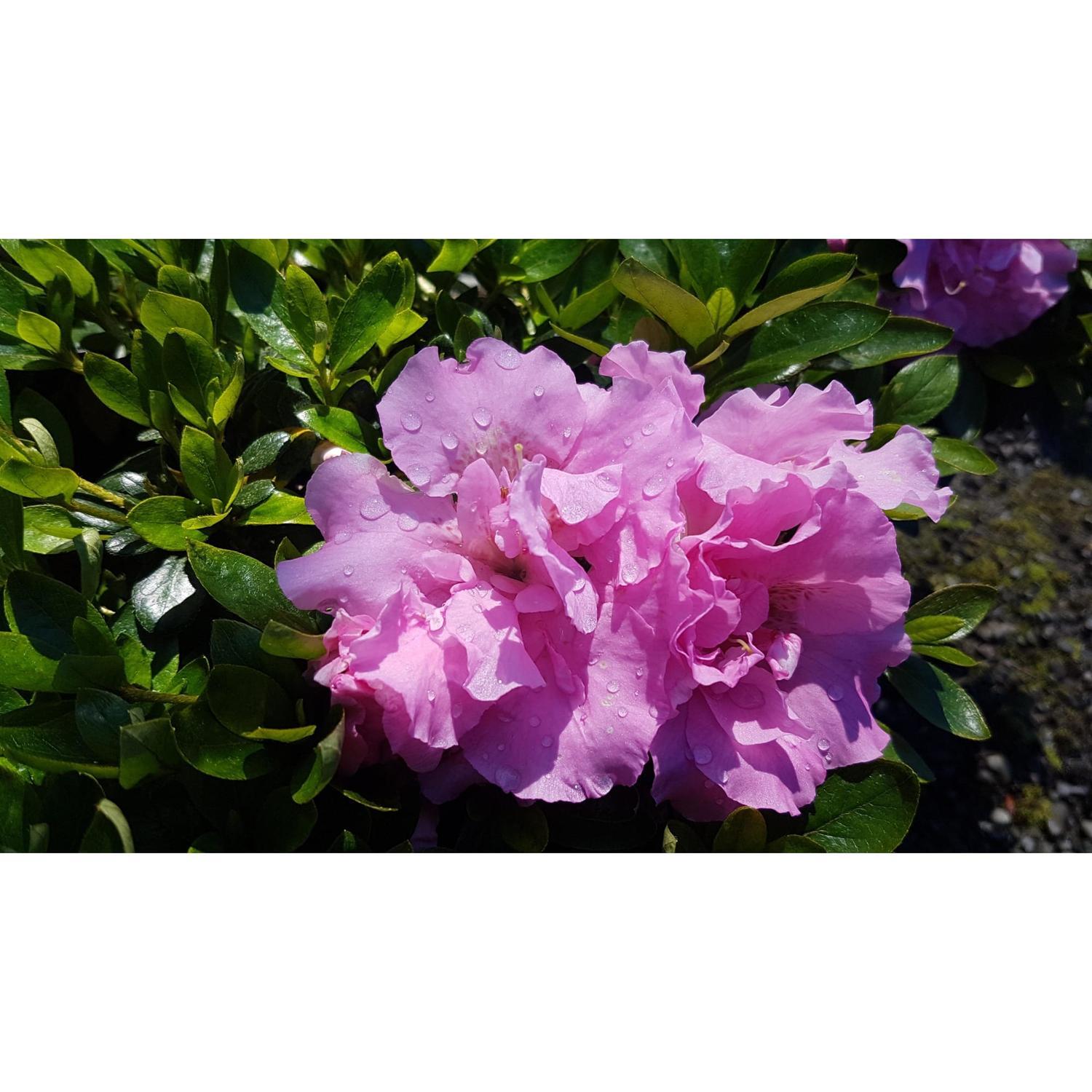 Azalea