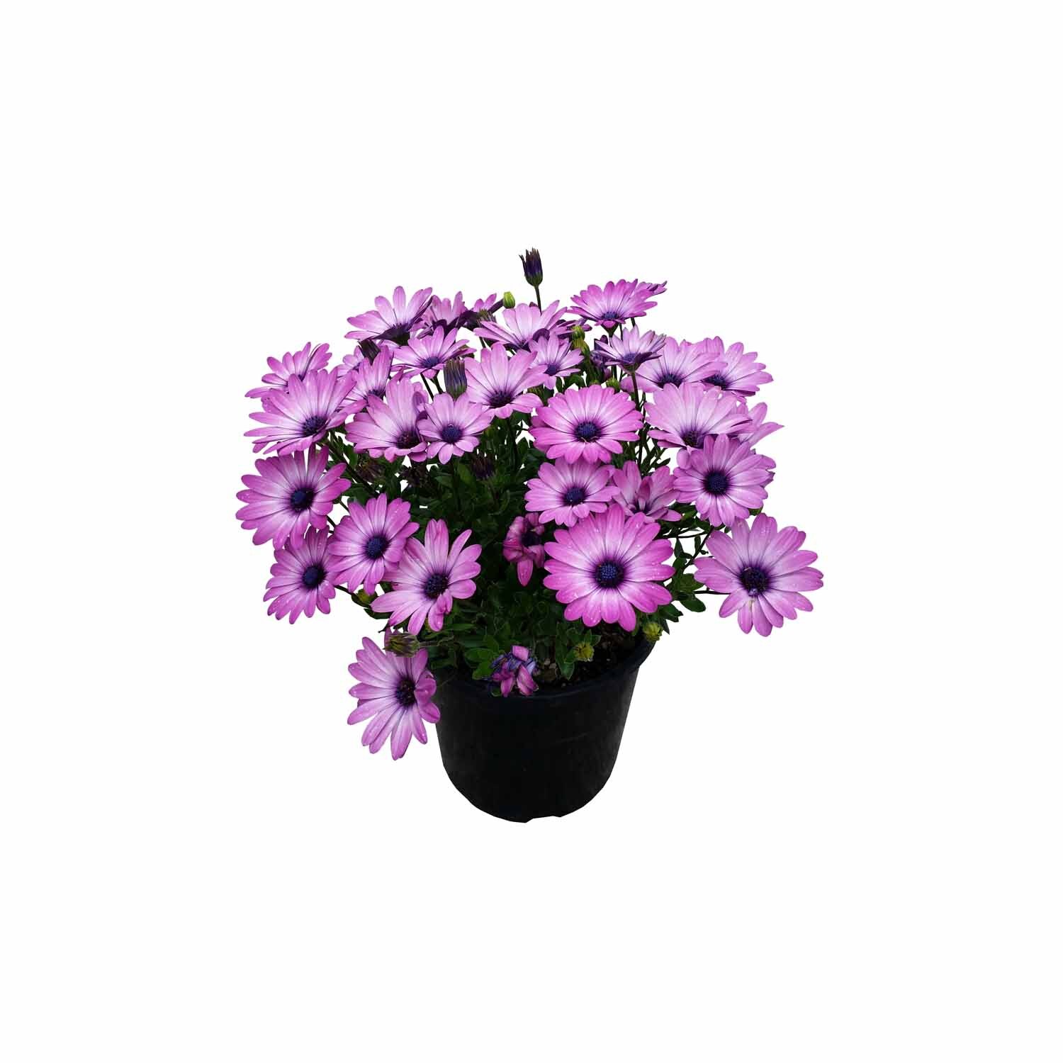 Osteospermum Margarita Purple