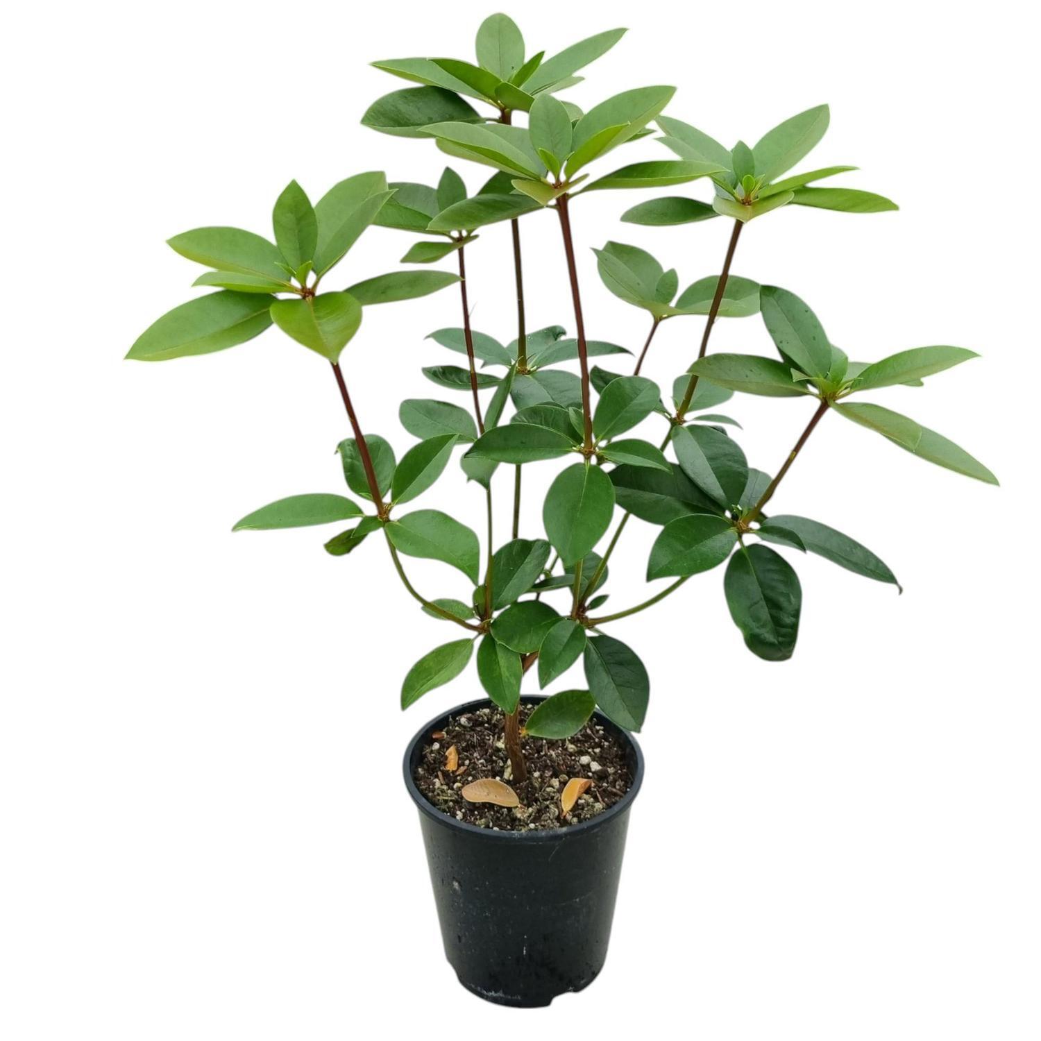 Vireya Dawn Chorus 3.3L