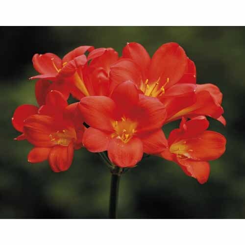 Clivia miniata hybrid Red