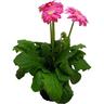 Indoor Gerbera