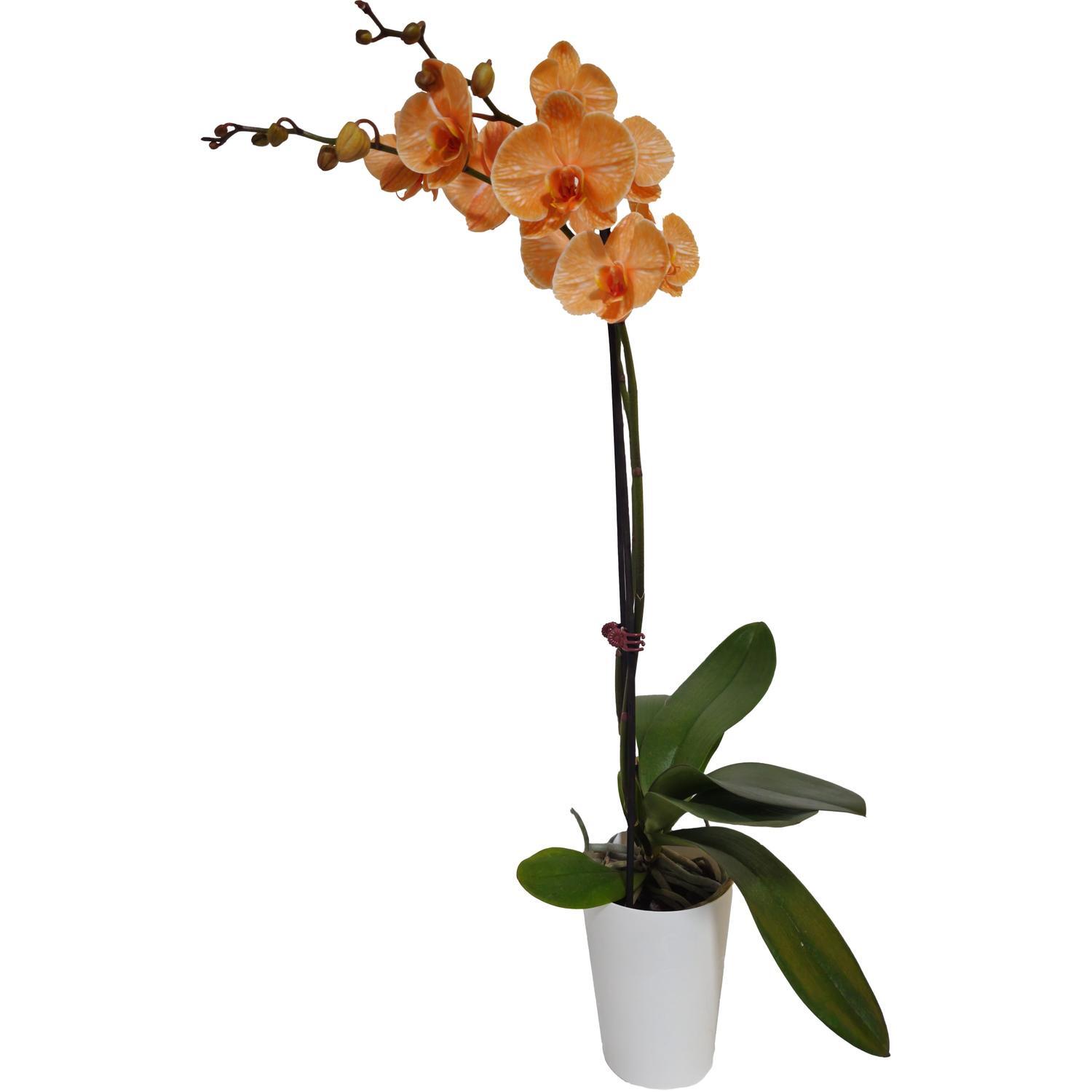 Watercolour Phalaenopsis Orchid Double 12cm Orange