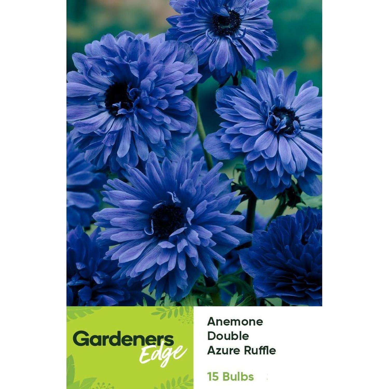 Anemone Double Blue Azure Ruffle 15 pack