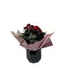 Begonia Elator Gift Wrapped 13cm