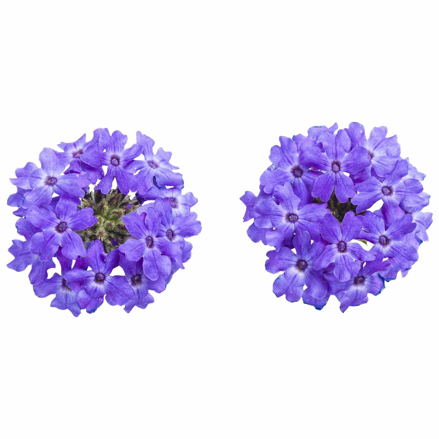 Verbena Royale Chambray
