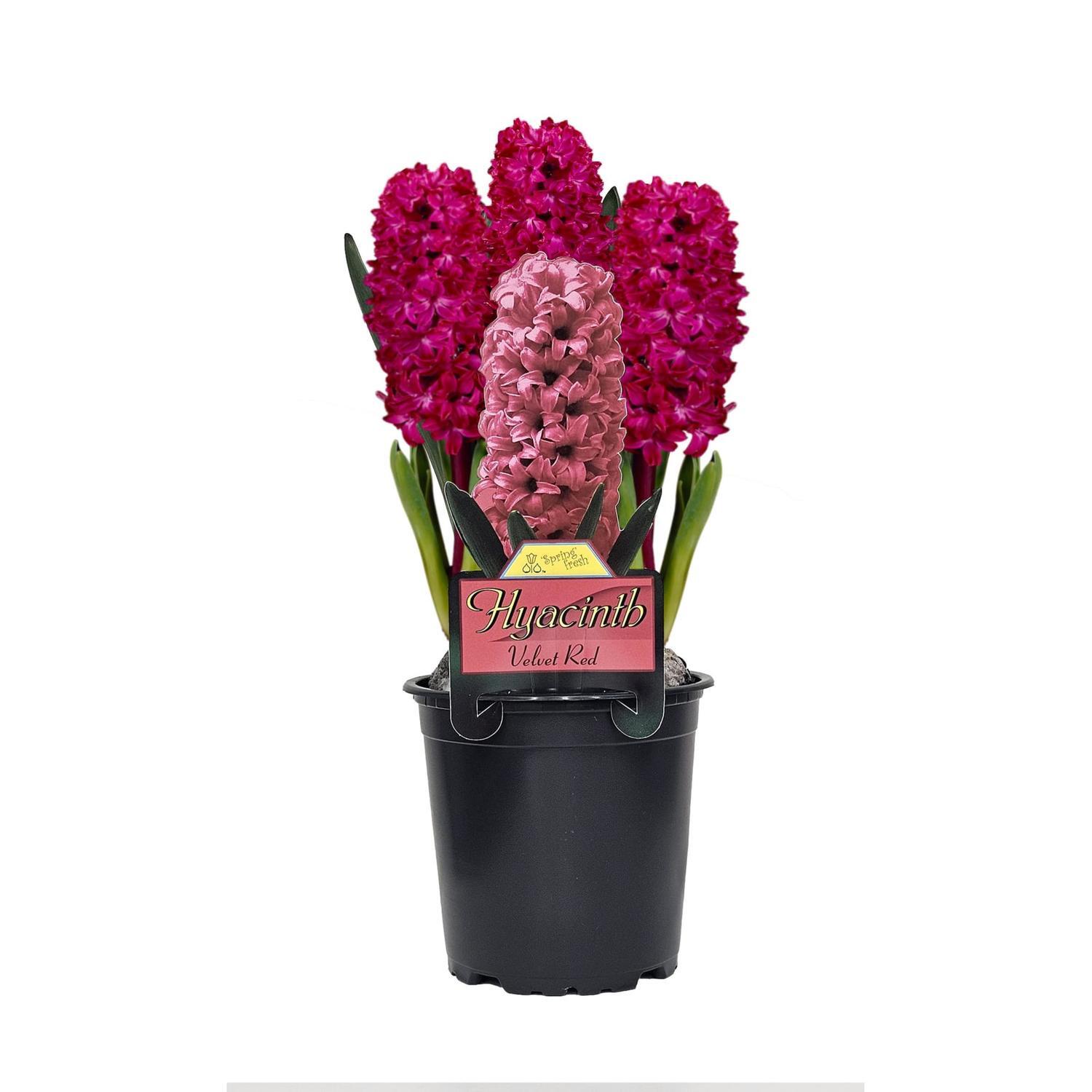 Potted Hyacinth