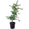 Acer Palmatum 3L
