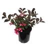 Weigela Wine & Roses