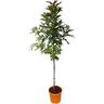 Alectryon Excelsus 10 litre