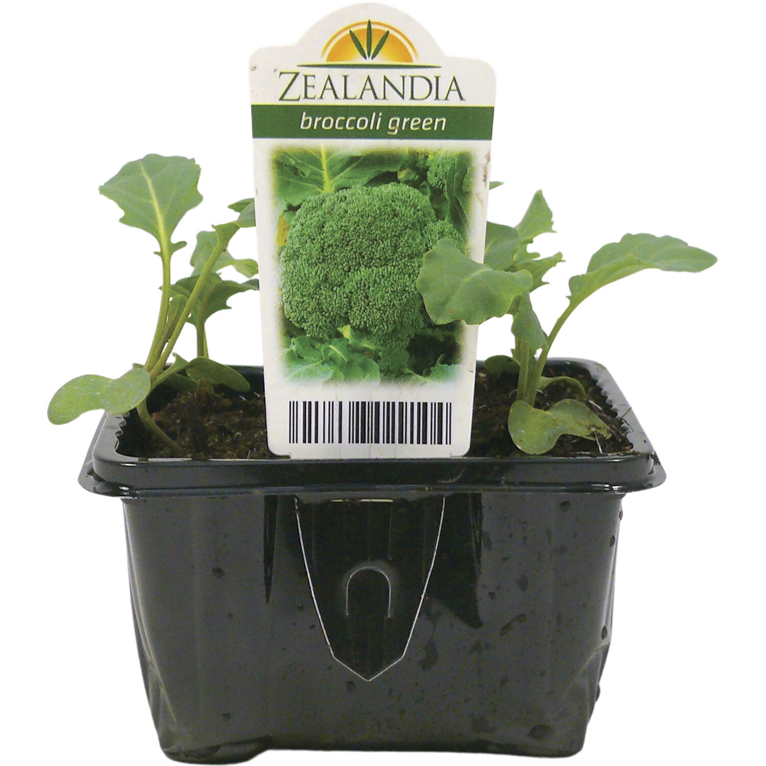 Broccoli Green Sprouting