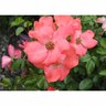 Flower Carpet Rose Coral