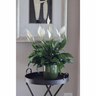 Spathiphyllum 'Peace Lily' in Ceramic Pot 15cm