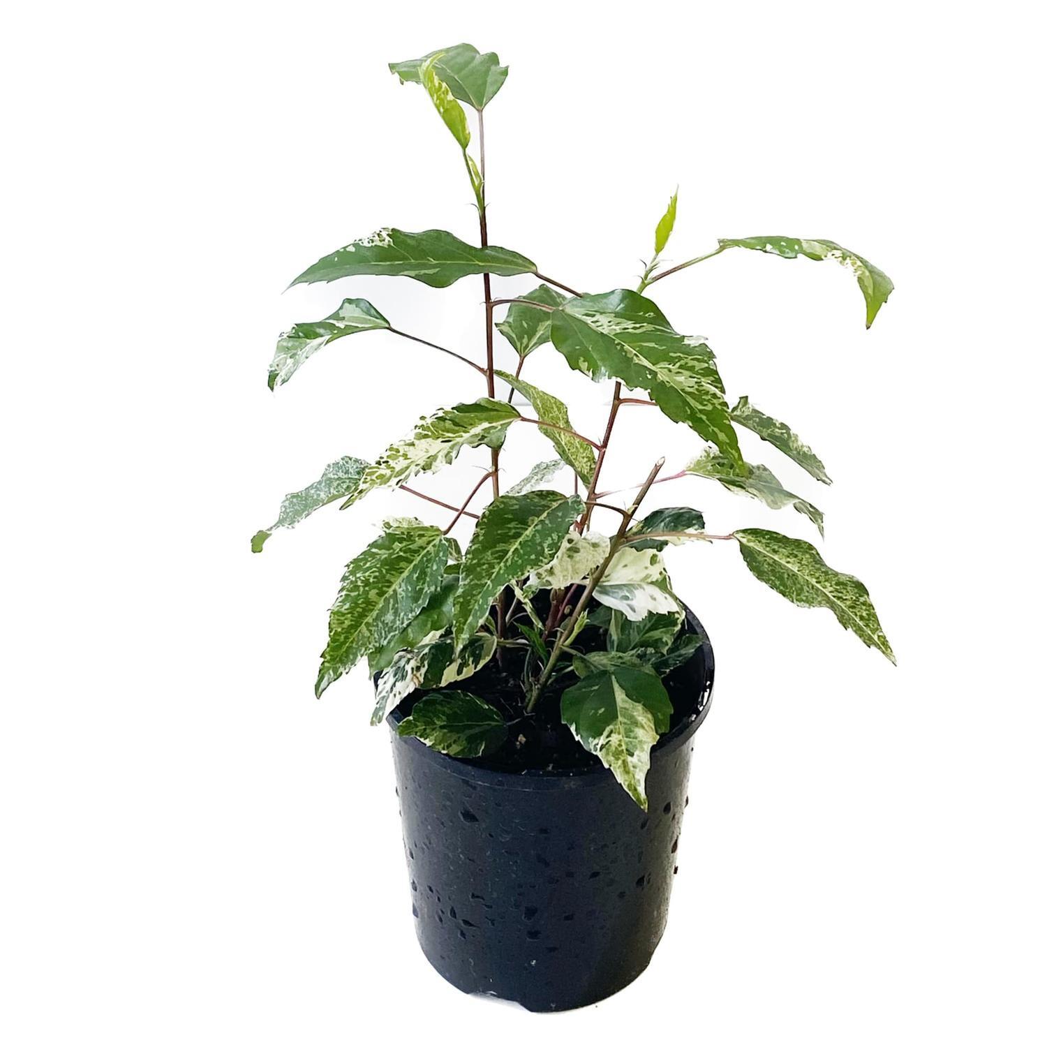 Hibiscus Variegated 12cm