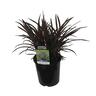 Phormium Black Magic 2.5L