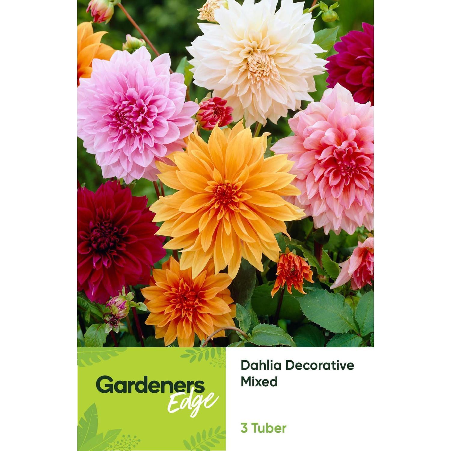 Dahlia Decorative Mixed 3 Pack