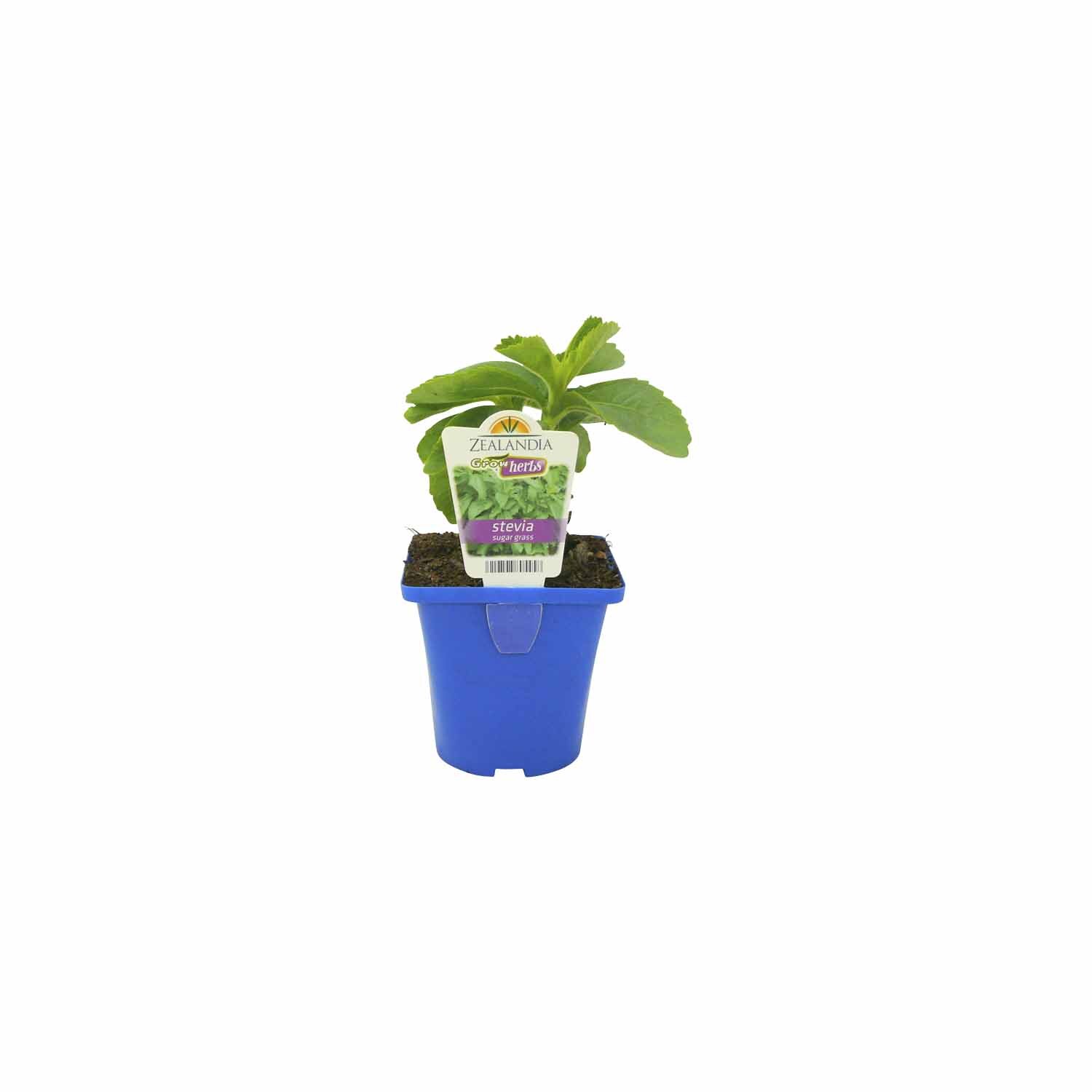 Stevia Sugar Grass