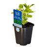 Basil Mrs Burns Lemon