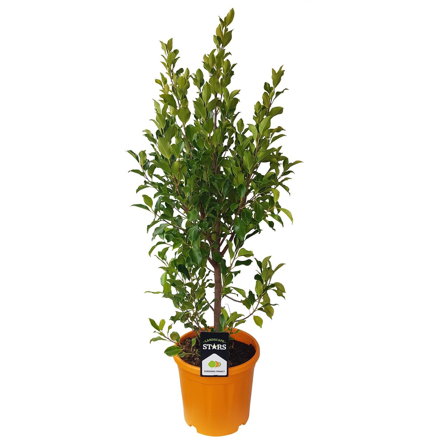 Ficus Tuffy