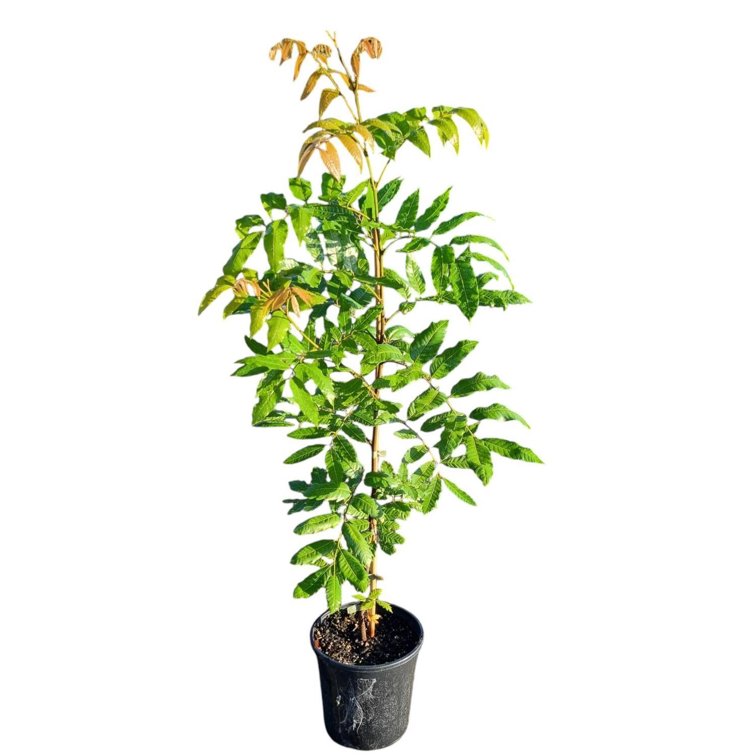 Alectryon Excelsum 'Titoki' 4L