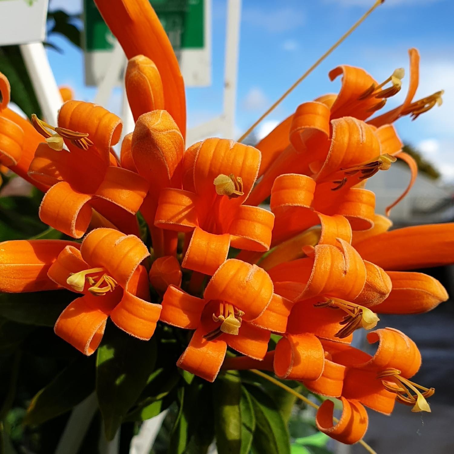 Pyrostegia Venusta
