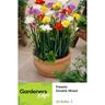 Freesia Double Mixed 20 pack