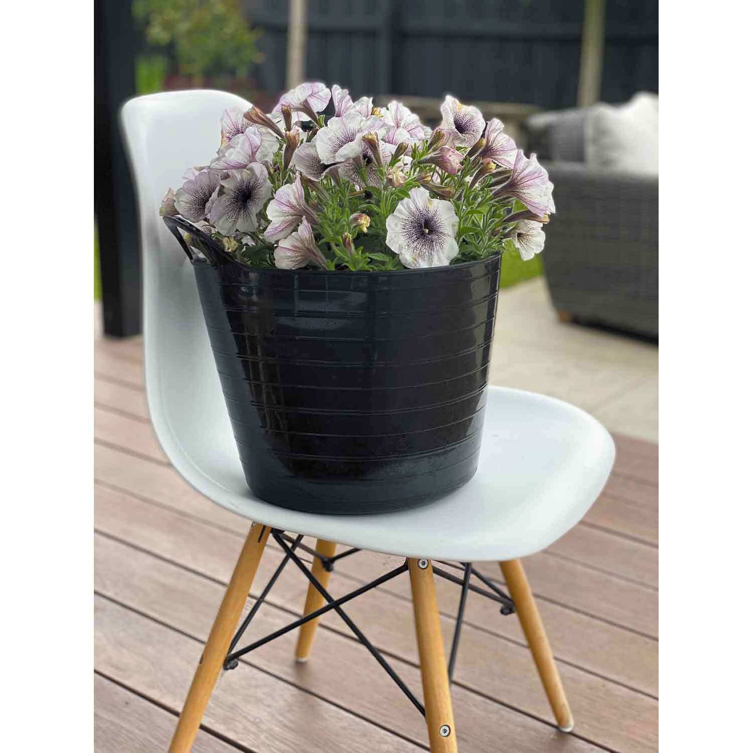 Petunia Matariki Magic