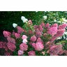 Hydrangea Paniculata Sundae Fraise 4.5 litre