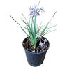 Tulbaghia Milky Way