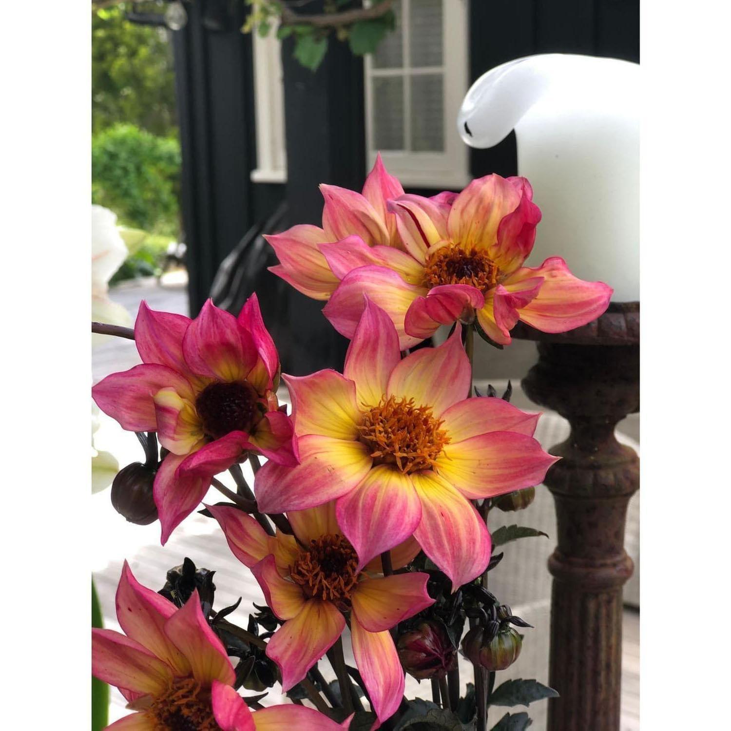 Dahlia Mystic Sparkler