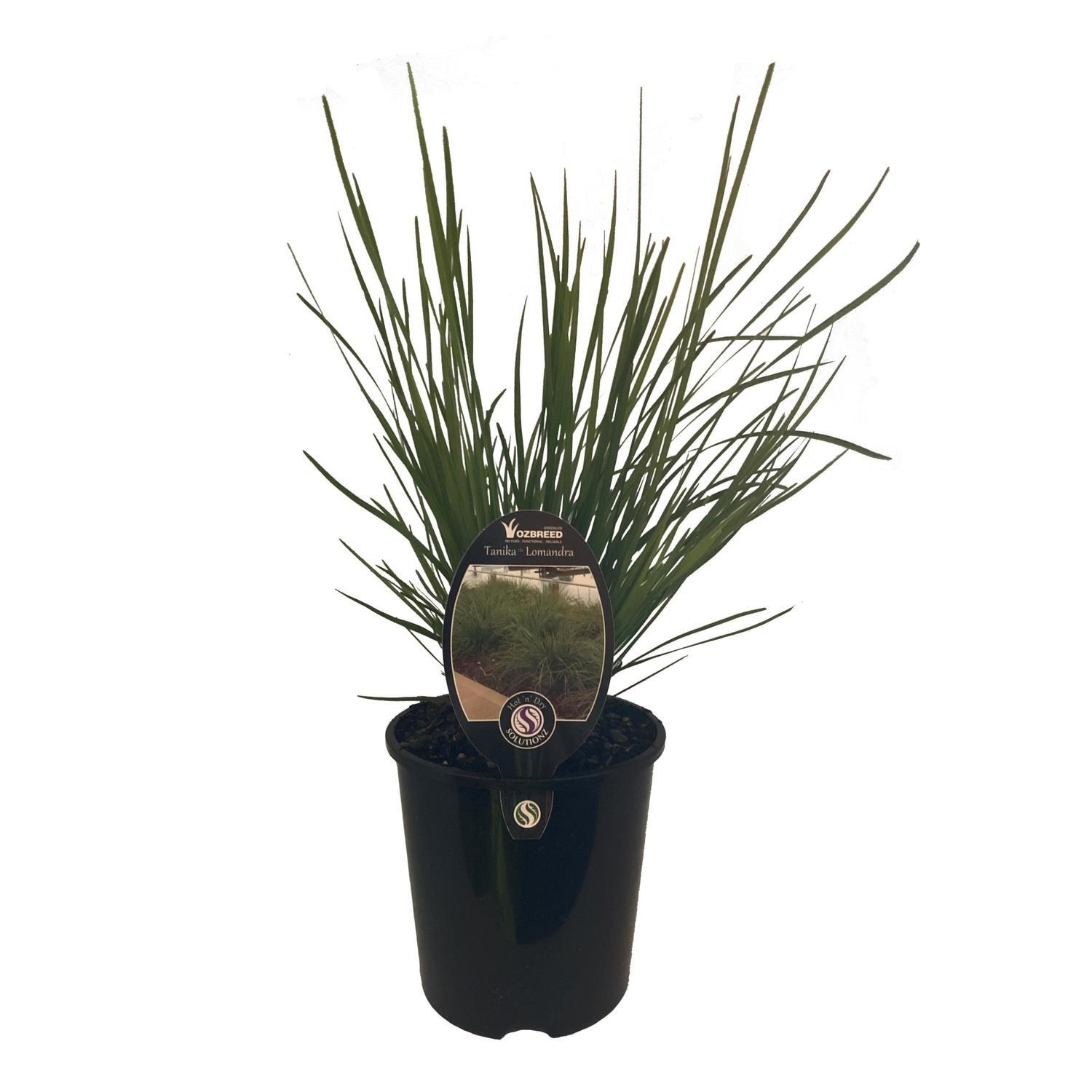 Lomandra Tanika