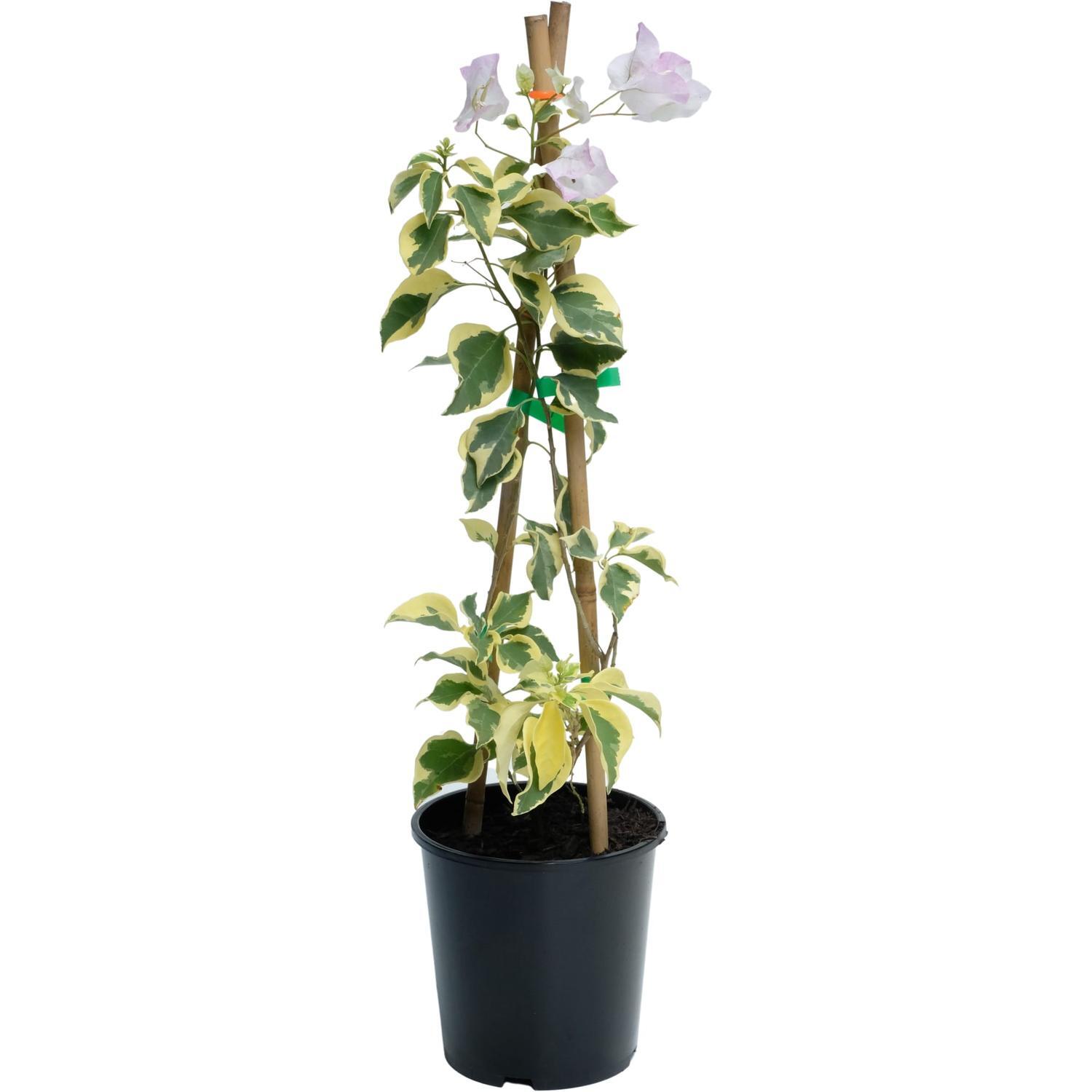 Bougainvillea Bambino Aurora