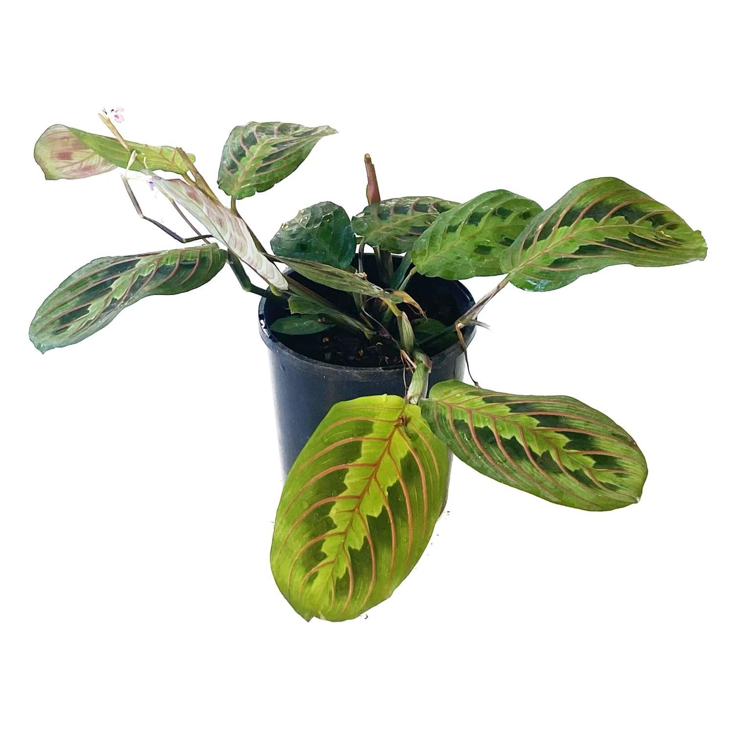Maranta  12cm