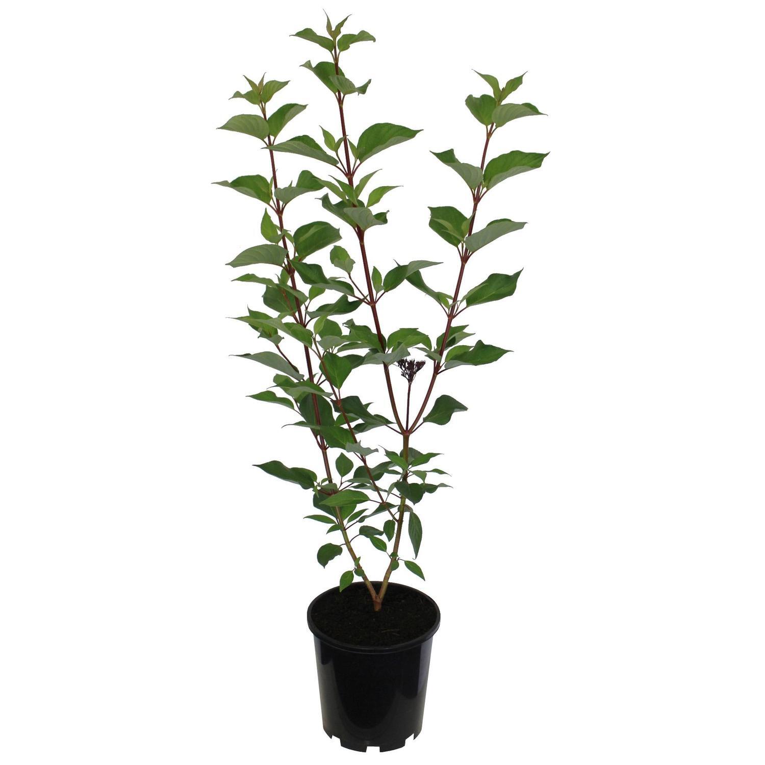 Cornus alba Sibirica 3.3 litre