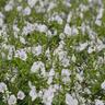 Parahebe Snowcap